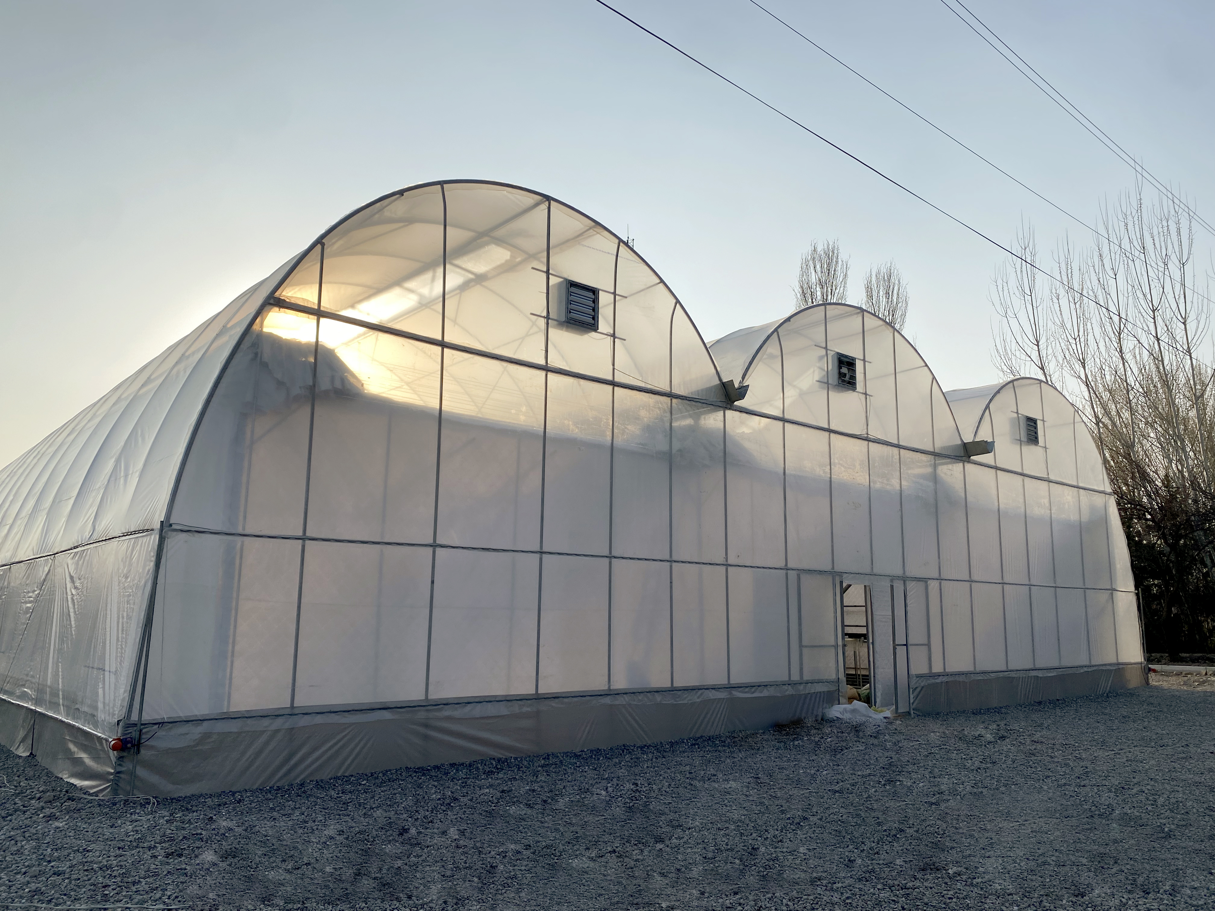 Qulupnay issiqxonasi